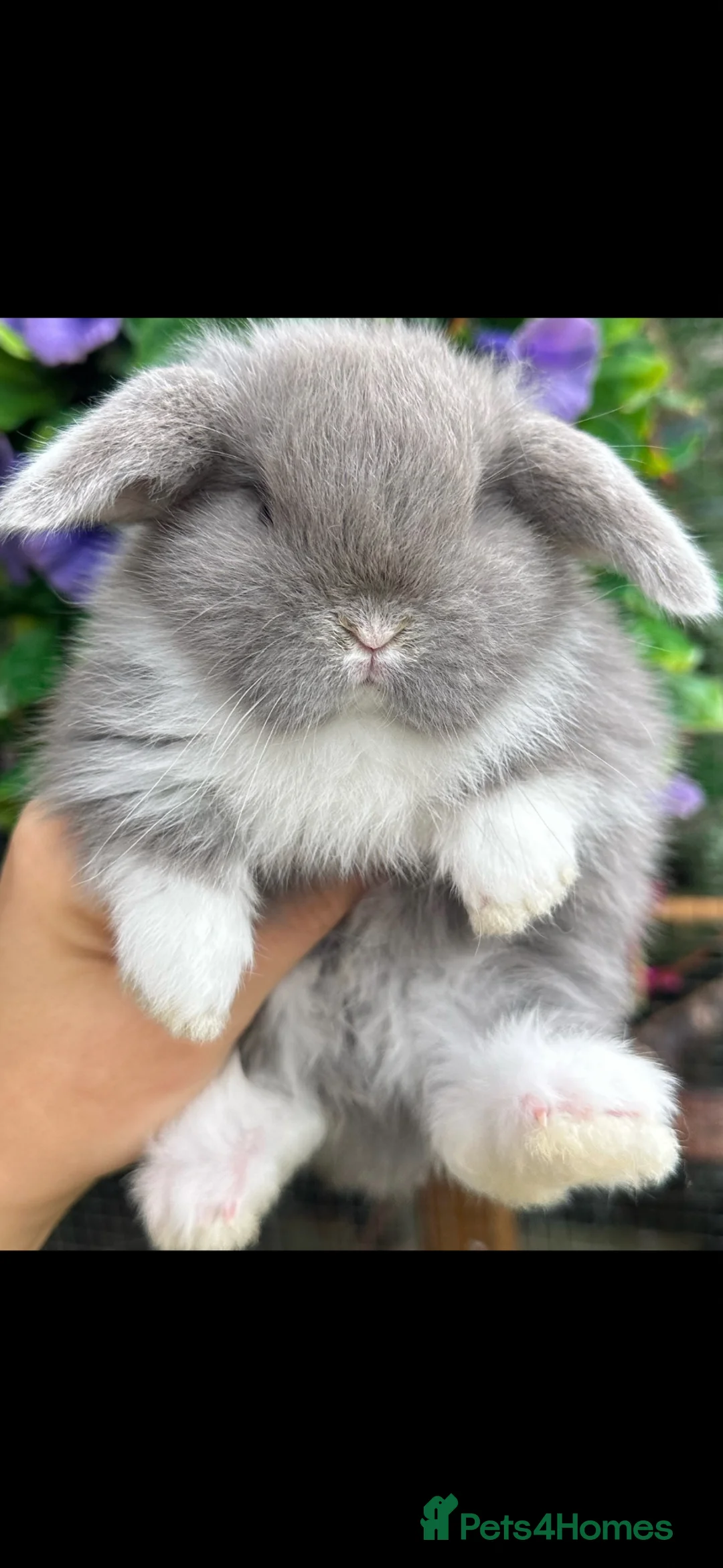 Mini Lop rabbits for sale: Baby Mini Lops - Advert 1