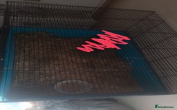 Guinea Pig rodents for sale: 2 male guinea pigs ( cage optional ) - Image 3