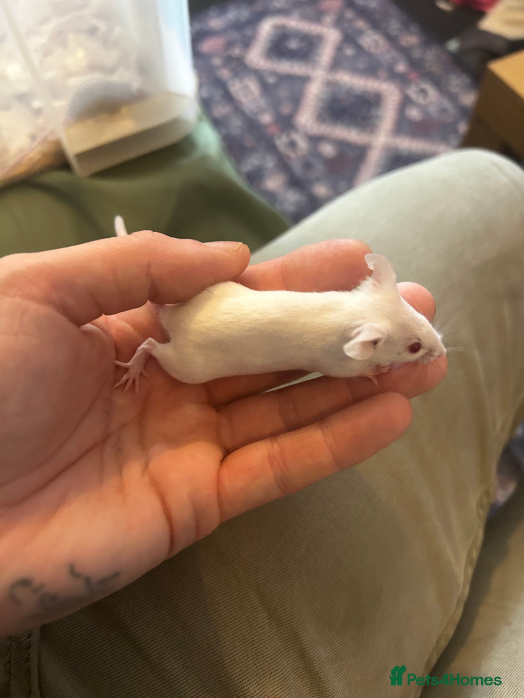 Mouse rodents for sale: All males on photos - Image 3