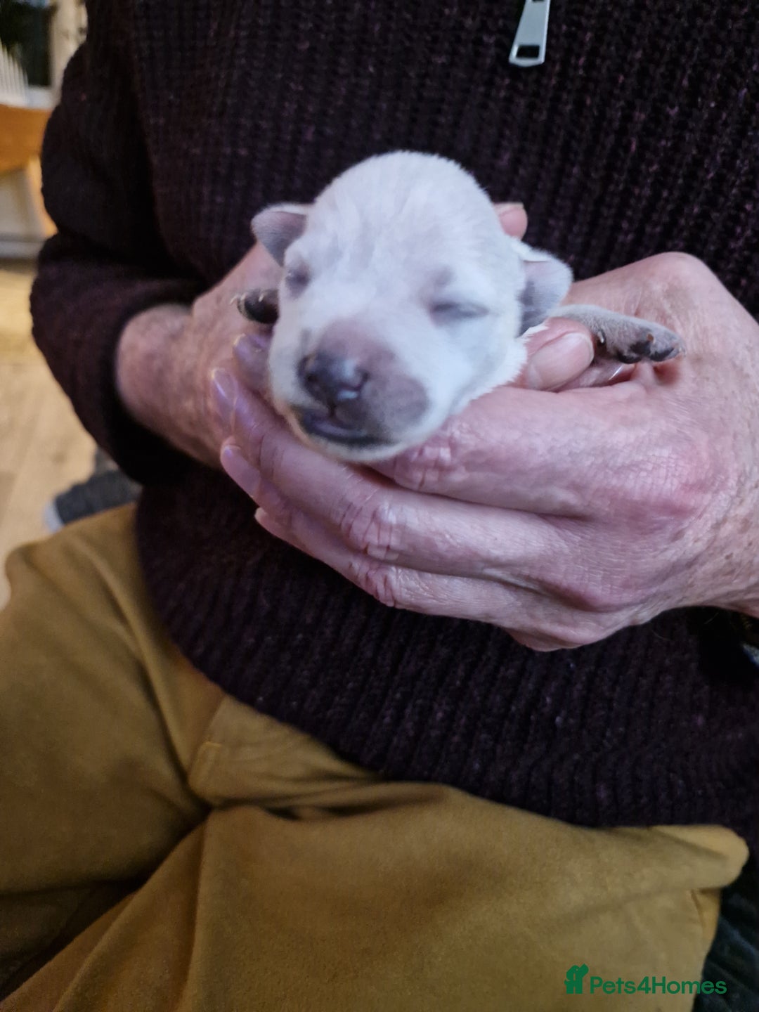 Miniature Schnauzer dogs for sale: Superb KC white minature schnauzer puppies  - Advert 7