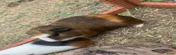 Guinea Pig rodents for sale: 3 male guinea pigs  - Advert 1