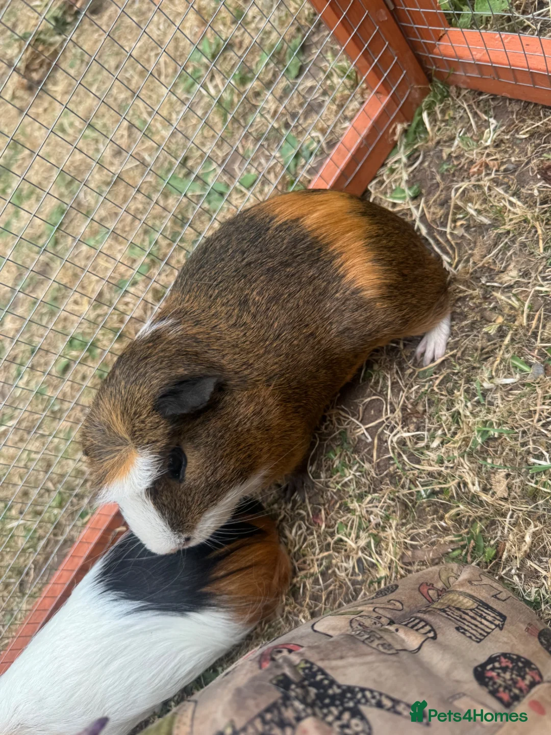 Guinea Pig rodents for sale: 3 male guinea pigs  - Advert 1