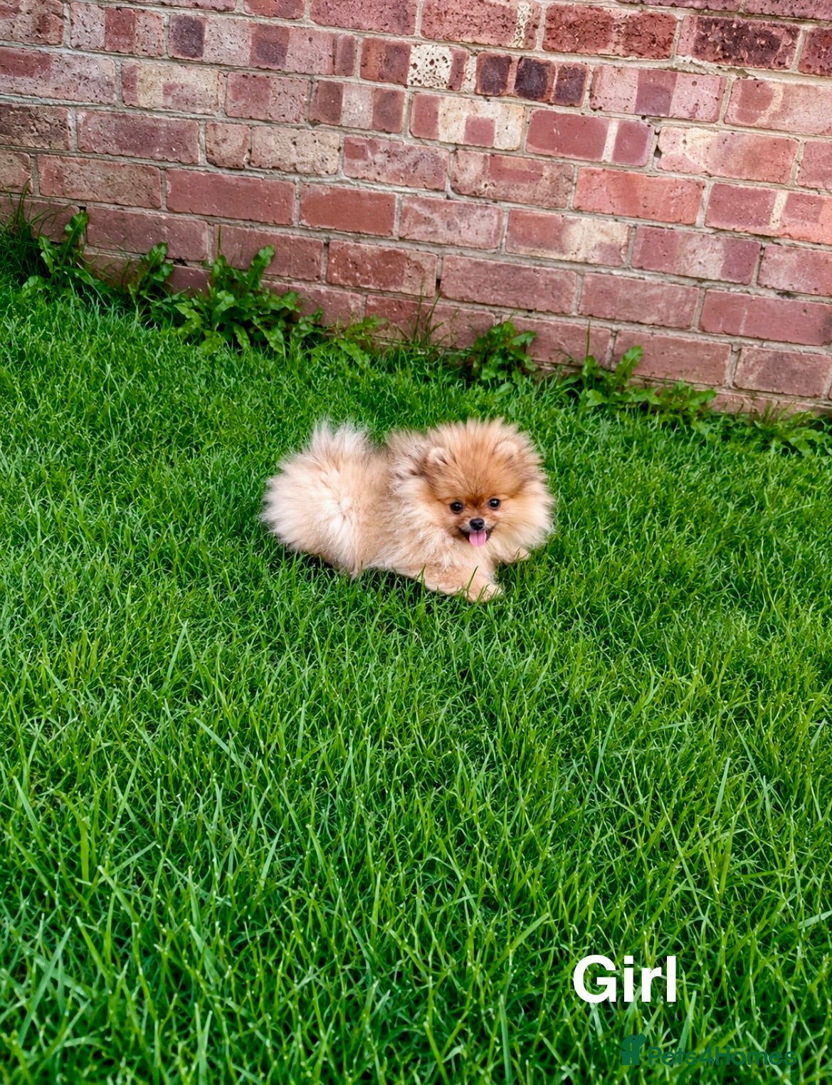 Pomeranian dogs Super Tiny🐻Teddy Face🏆KC - Advert 2