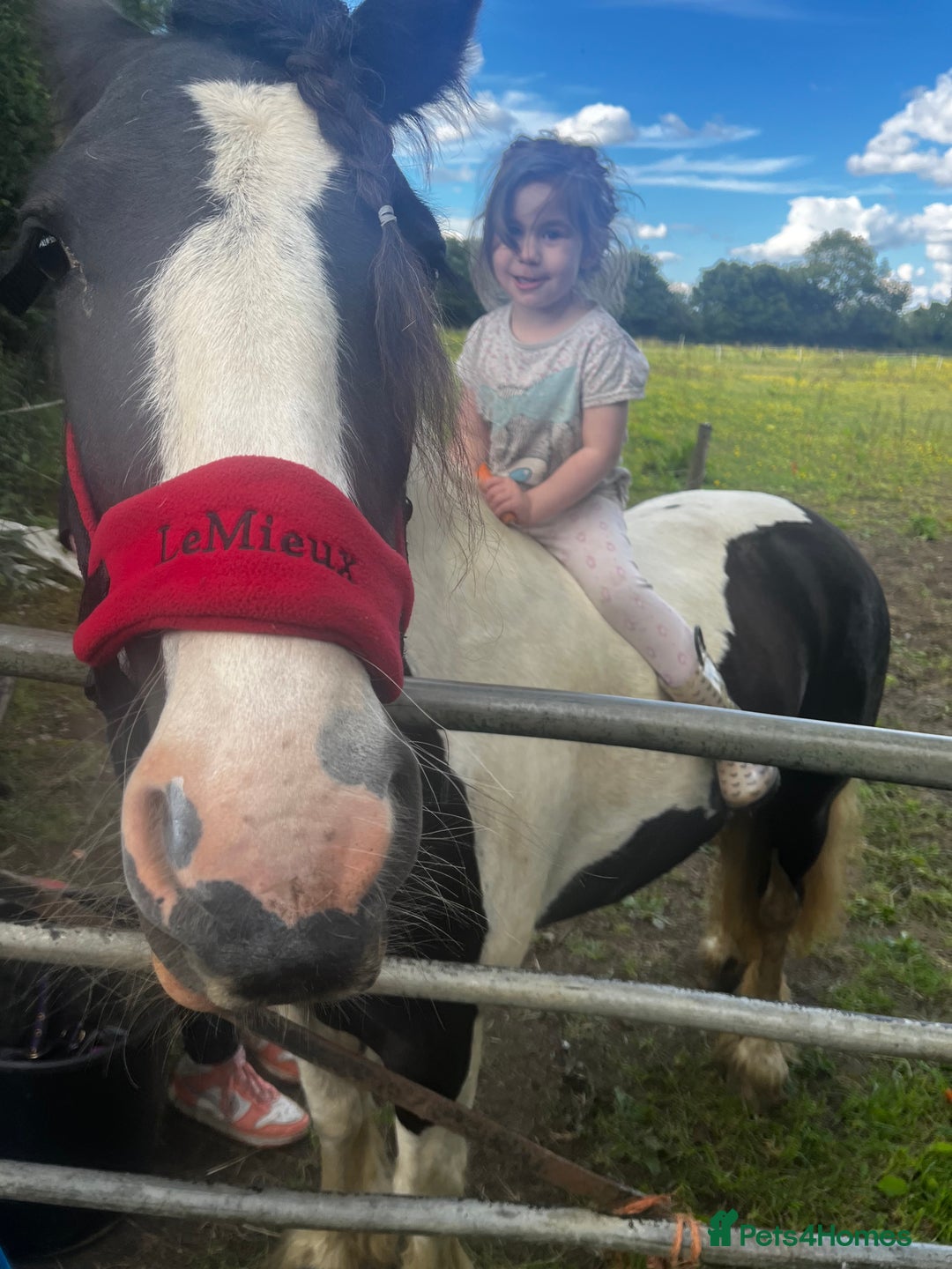 Irish Cob horses for sale: 14.2 5 year old mare in Stamford - Advert 12