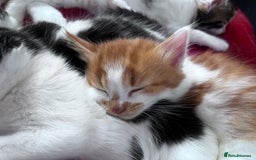 Mixed Breed cats for sale: Gorgeous Fluffy Kittens - Image 13