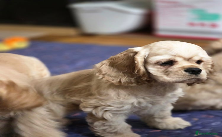 American Cocker Spaniel dogs - Advert 3