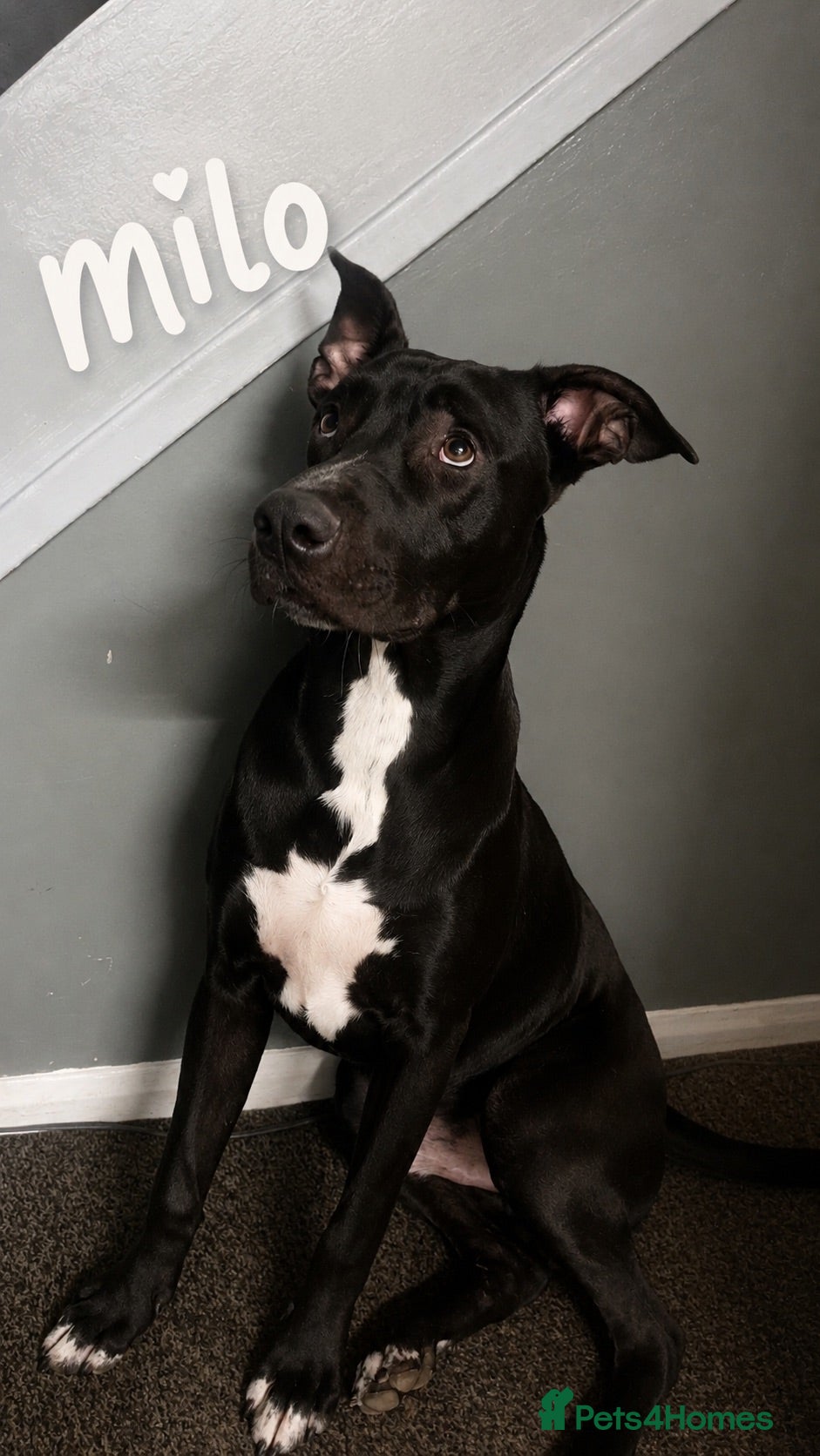 Mixed Breed dogs Cane-corso x lab  - Advert 2