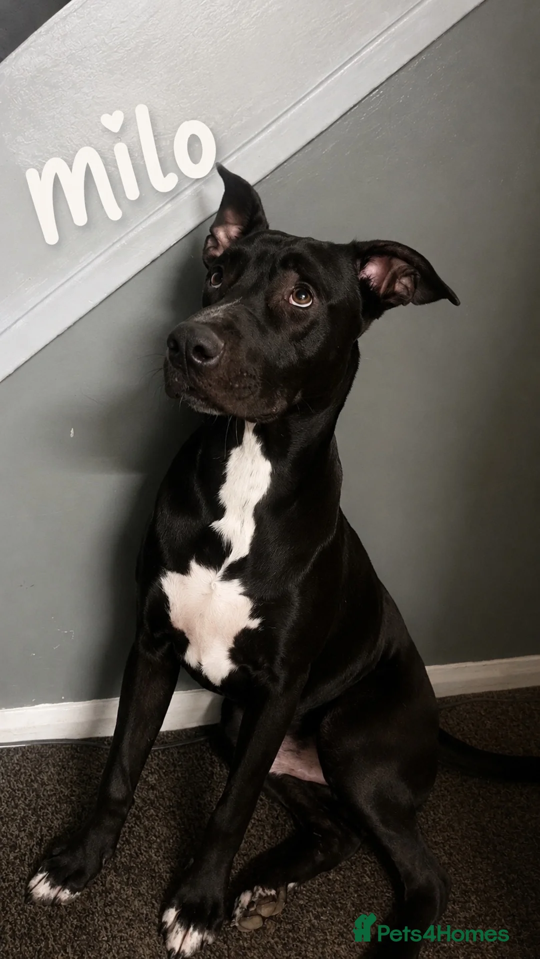 Mixed Breed dogs for sale: Cane-corso x lab  - Advert 1
