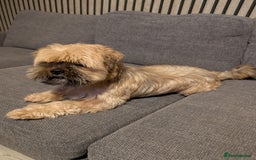 Pomeranian dogs for sale: Rehoming required for our two brothers.  - Image 16