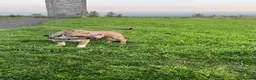 American Bully dogs for sale: Pocket bullys in Airdrie - Advert 12
