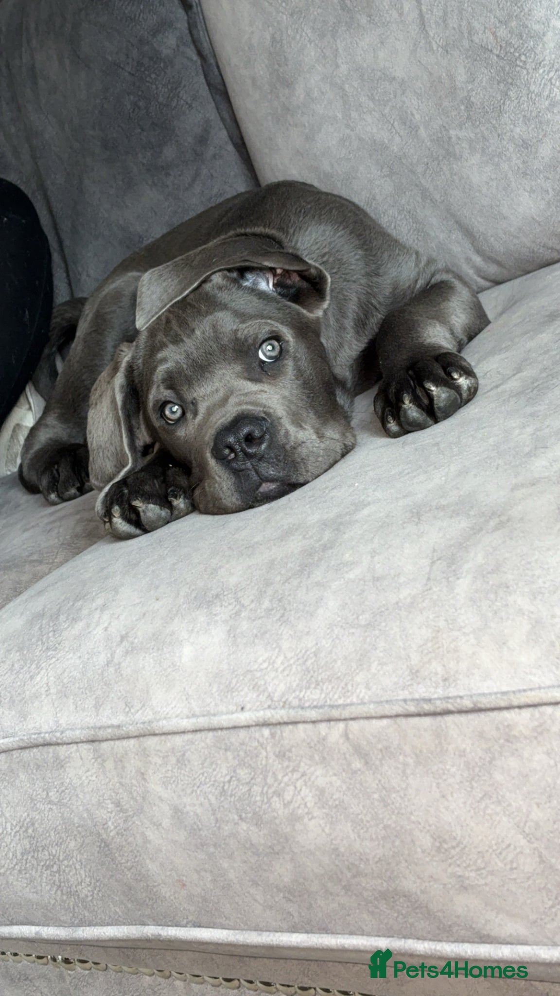 Cane Corso dogs Pablo 5 months old came Corso male  - Advert 7