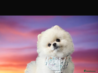 Pomeranian dogs Tiny Pomeranian (STUD USE ONLY) - Advert 10