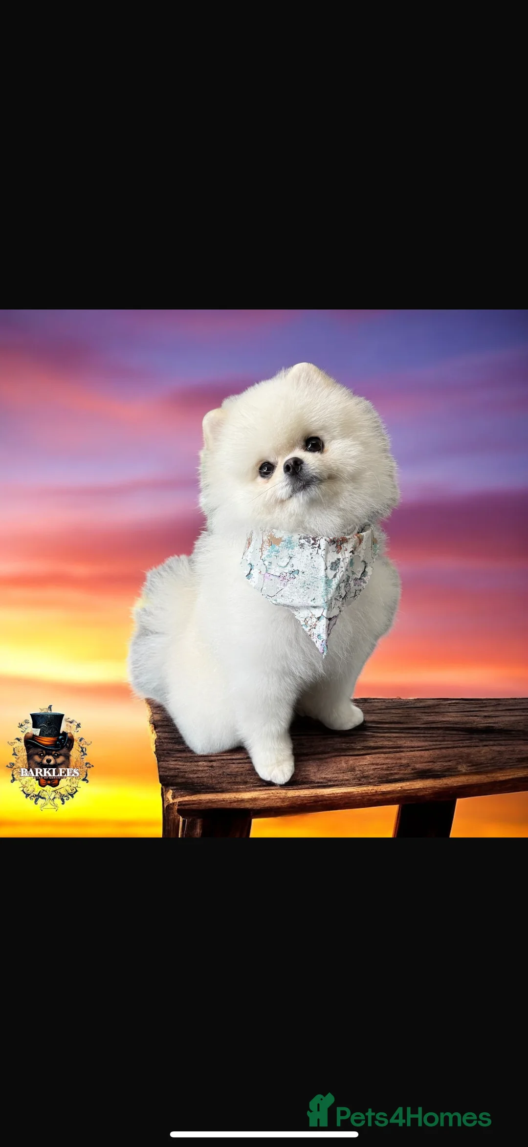 Pomeranian dogs for stud: Tiny Pomeranian (STUD USE ONLY) - Advert 1