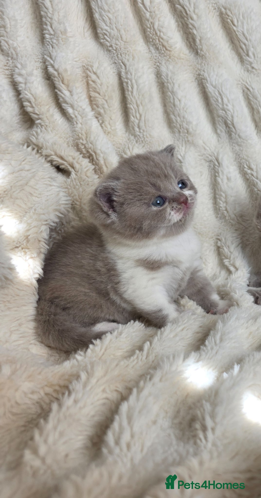 British Shorthair cats for sale: Outstanding quality British shorthair kittens  - Advert 13