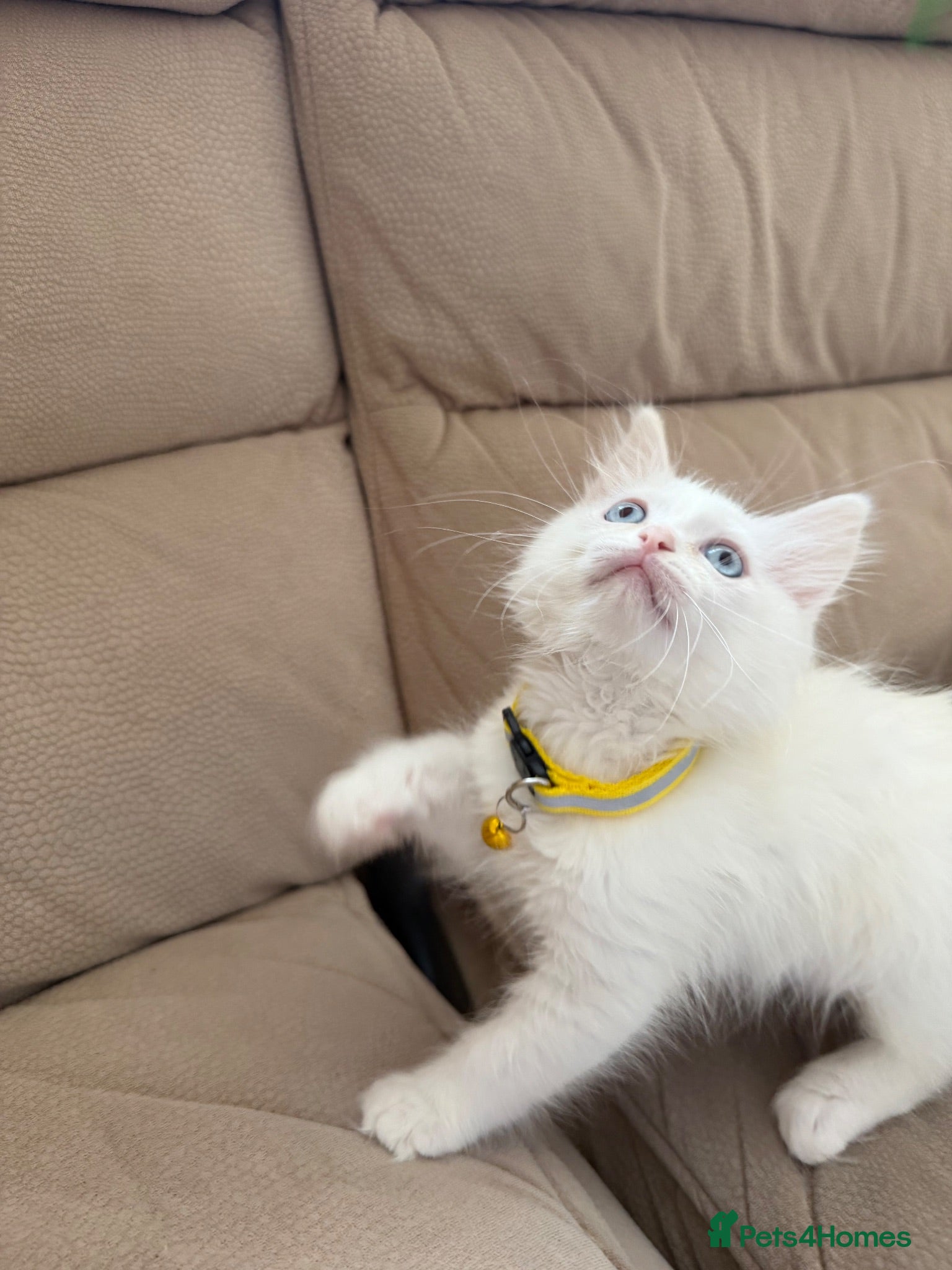 Ragdoll cats Last 2 Adorable Blue-Eyed Ragdoll Kittens - Advert 2