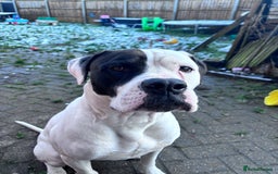 American Bulldog dogs for sale: Albie the American bulldog  - Image 6