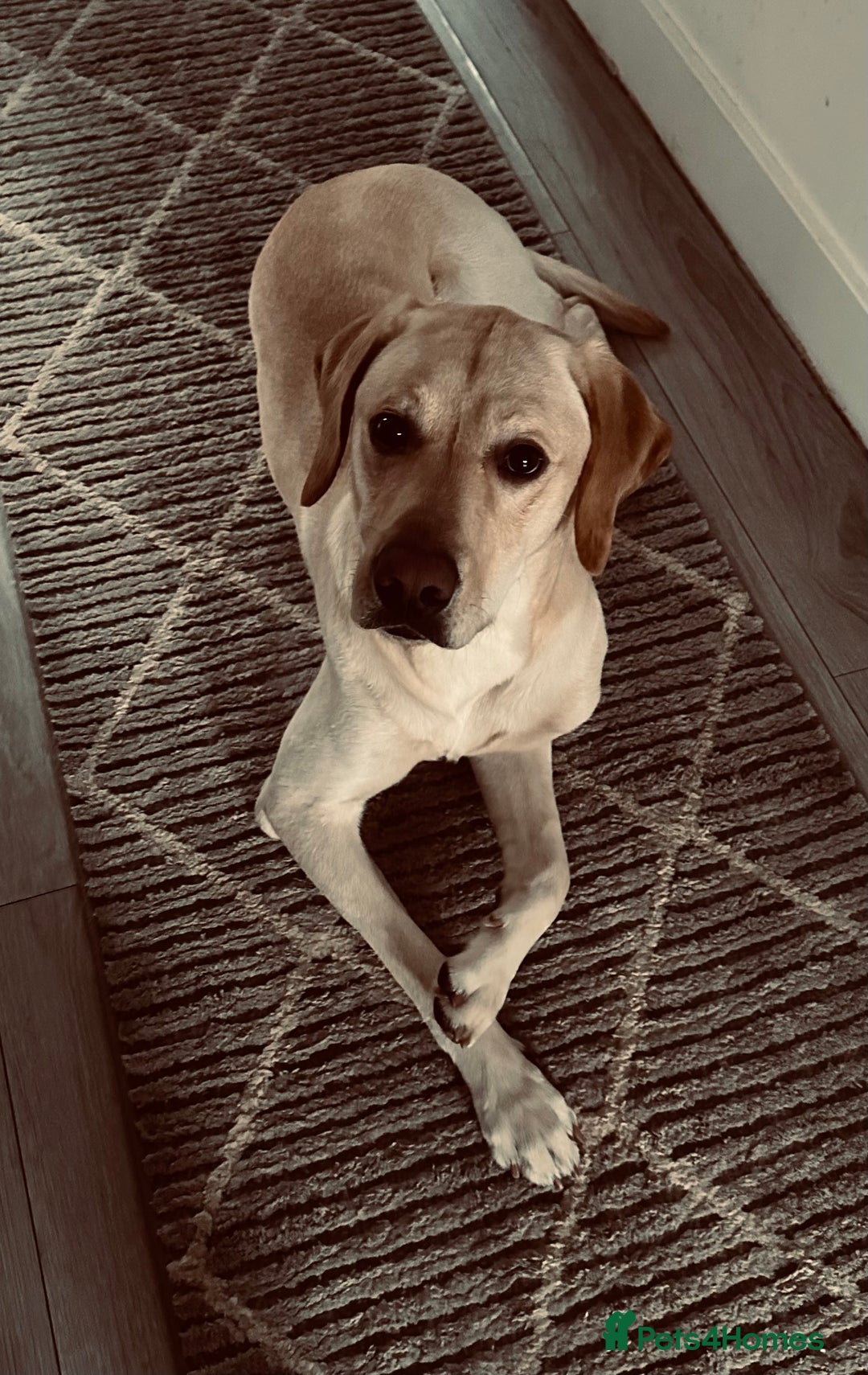 Labrador Retriever dogs for stud: KC Registered Yellow Labrador, Proven Stud  in Coalville - Advert 9