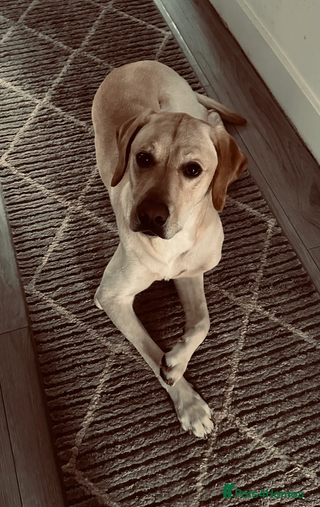 Labrador Retriever dogs for stud: KC Registered Yellow Labrador, Proven Stud  in Coalville - Advert 9