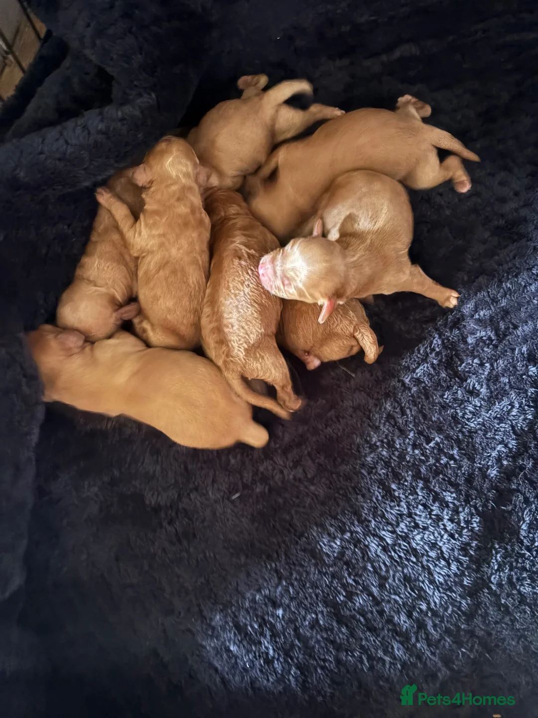 Cockapoo dogs for sale: Cockapoo - Advert 4