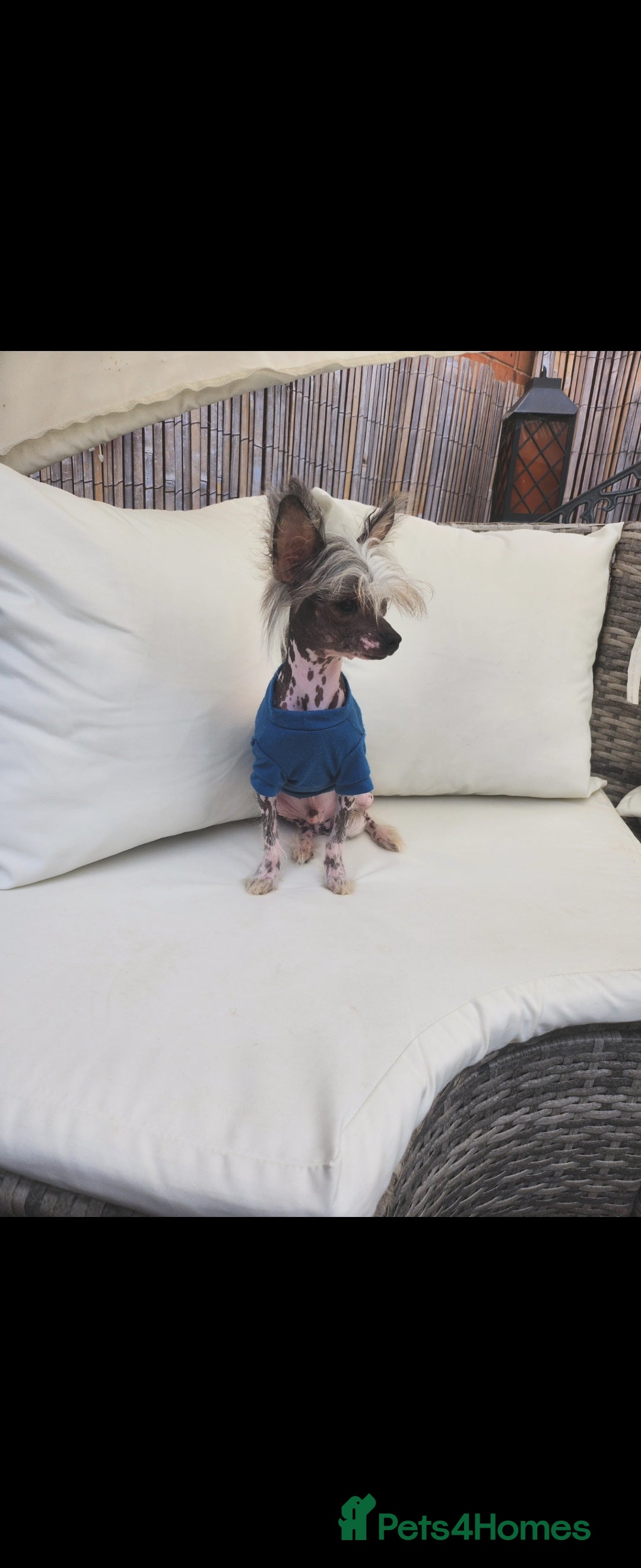 Mixed Breed dogs for sale: Tiny hairless Chinese crested/chihuahua pup  - Image 6