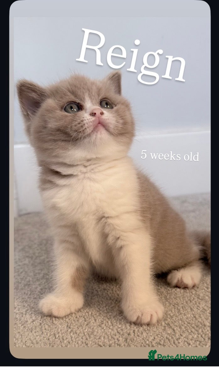 British Shorthair cats Stunning GCCF Registered British shorthair kittens - Advert 13