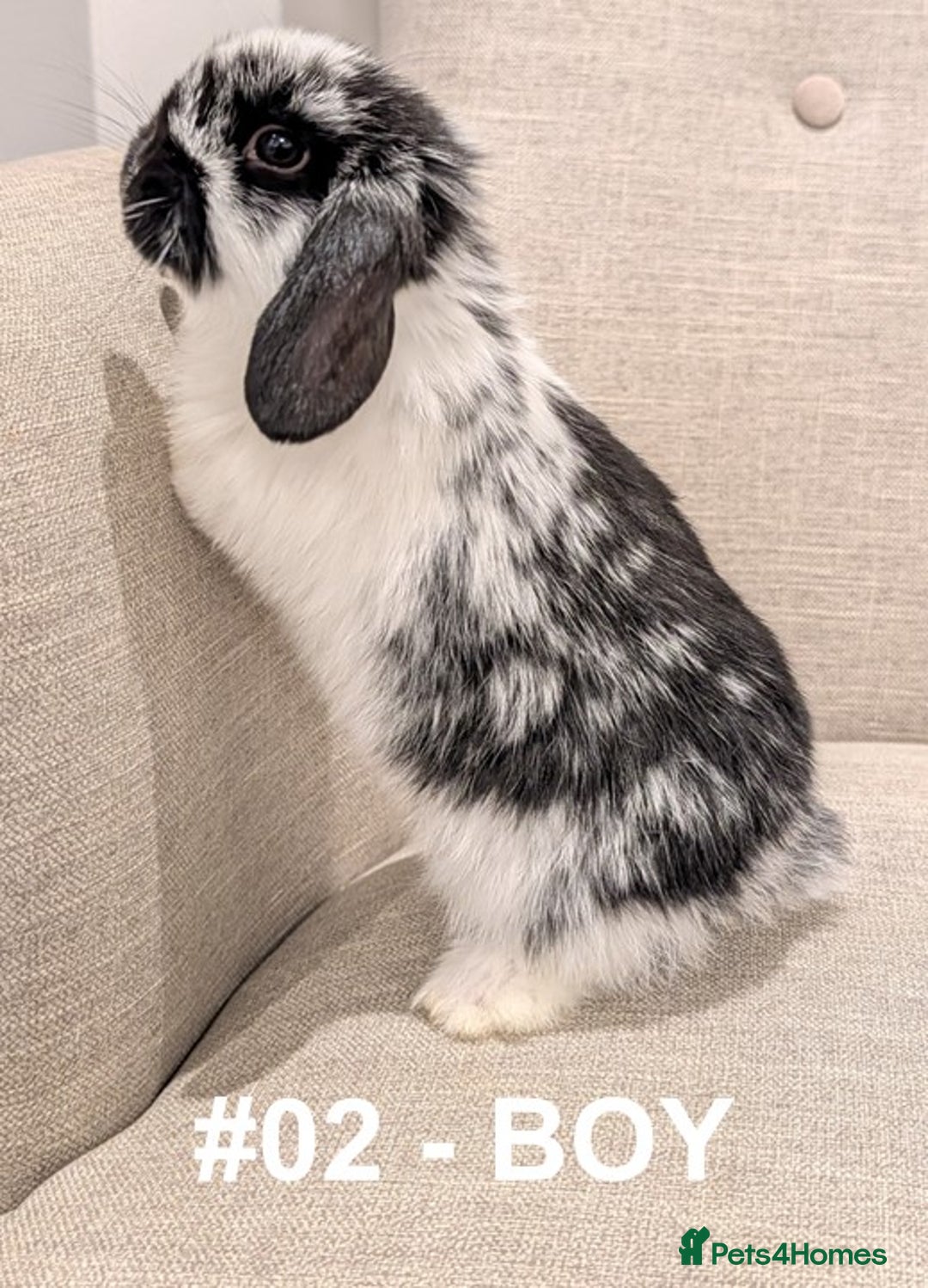 Mini Lop rabbits for sale: Exceptional Mini-Lops. Collect from: 15th January - Advert 7