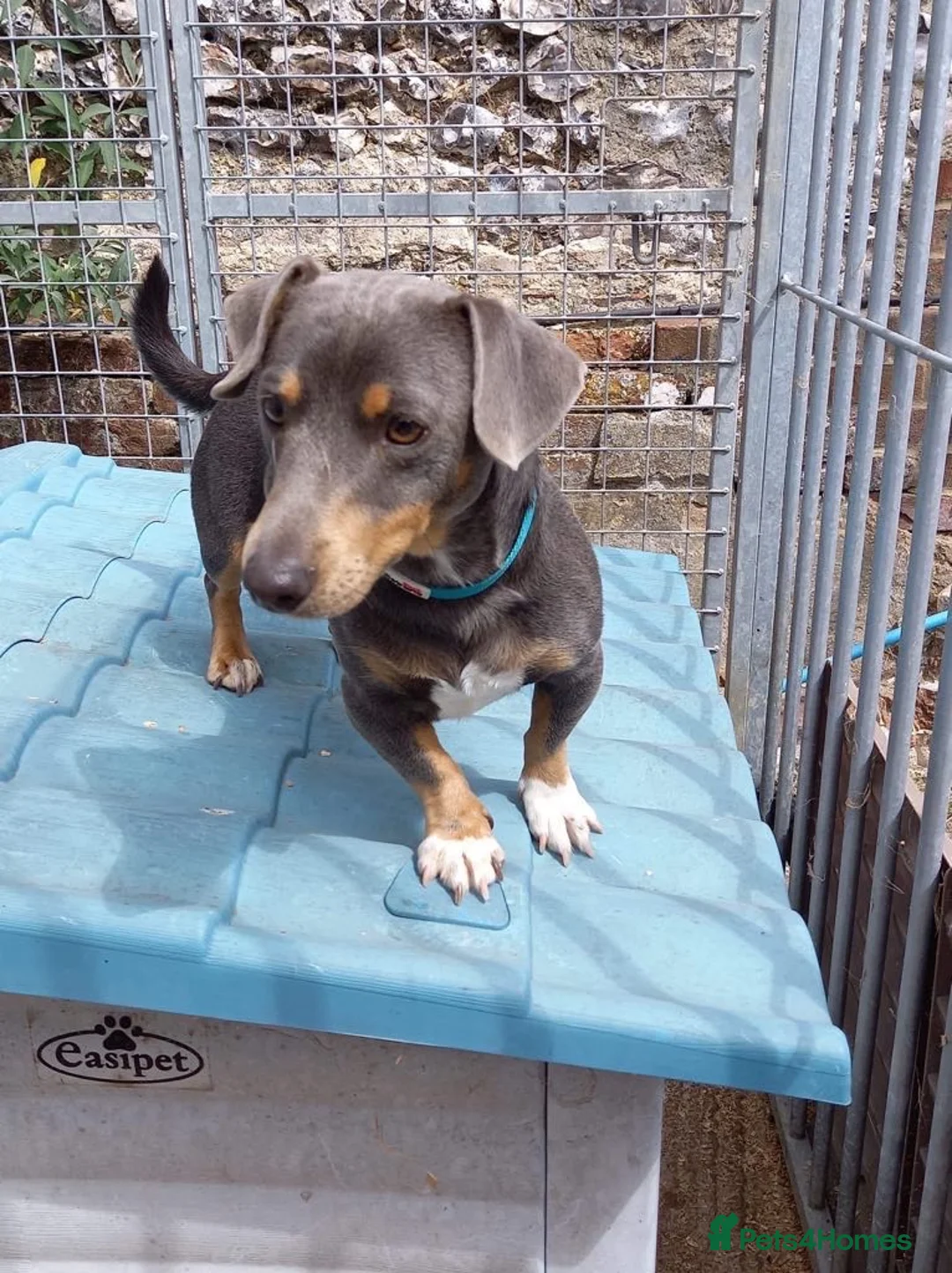 Jackshund dogs for sale:  Daxie Jack pups - Advert 10