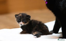Mixed Breed cats for sale: Adorable kittens looking for a loving home - Image 9