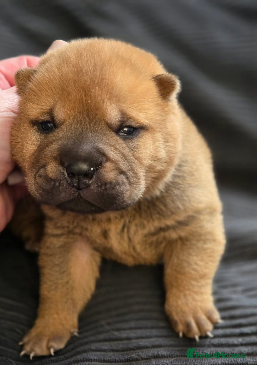 Mixed Breed dogs for sale: Chow Pei puppies - Advert 28