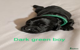 Cockapoo dogs for sale: Stunning f1 Cockapoo puppy's  - Image 4