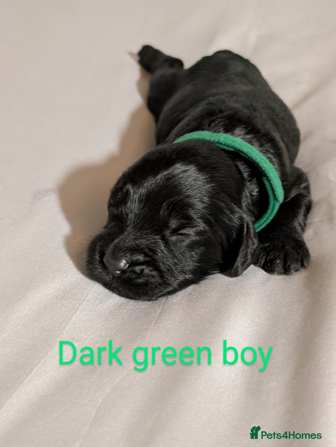 Cockapoo dogs for sale: Stunning f1 Cockapoo puppy's  - Image 4