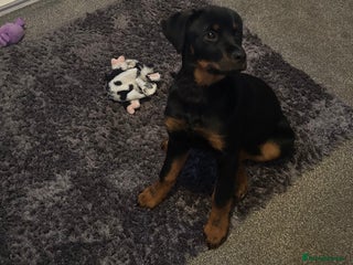 Rottweiler dogs Rottweiler - Advert 2