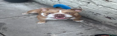 English Bulldog 1