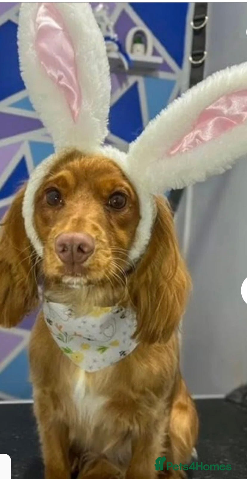 Cocker Spaniel dogs Honey – 2-year-old Cocker Spaniel - Advert 1