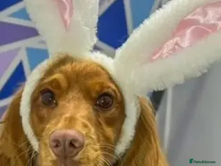 Cocker Spaniel dogs Honey – 2-year-old Cocker Spaniel - Advert 2