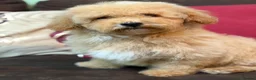 Poochon dogs for sale: ***Beautiful Poochon puppies Boys and Girls*** - Advert 3