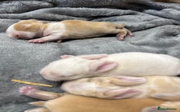 Mini Lop rabbits for sale: 4 beautiful mini lop babies - Image 4