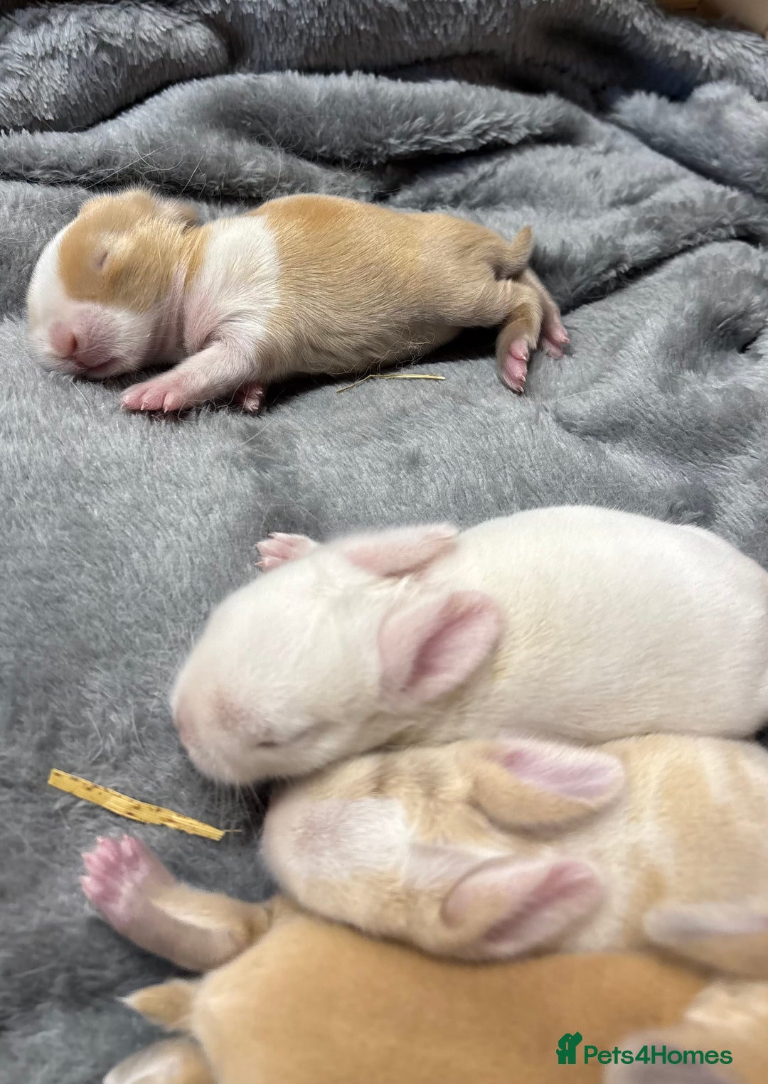 Mini Lop rabbits for sale: 4 beautiful mini lop babies - Image 4