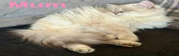 Siberian cats for sale: Pedigree Siberian Kittens in Droitwich - Advert 5