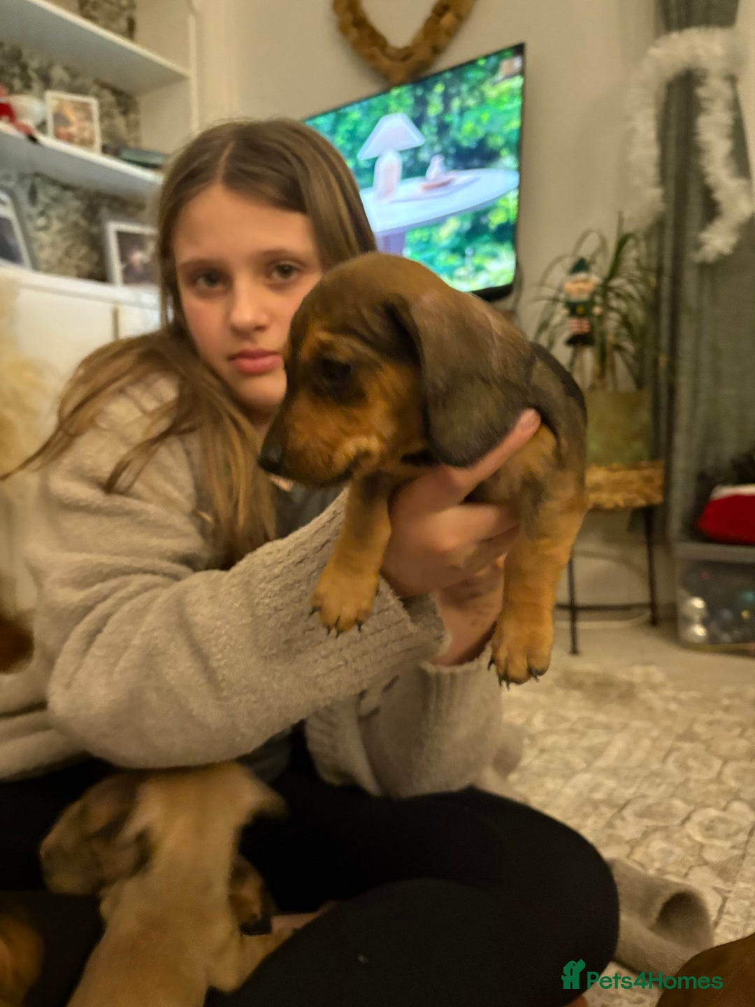 Miniature Dachshund dogs for sale: Kc true miniature dachshunds puppies - Advert 18