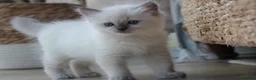Ragdoll cats for sale: GCCF Reg Ragdoll Kittens – Outstanding GrCh Lines in Droitwich - Advert 9