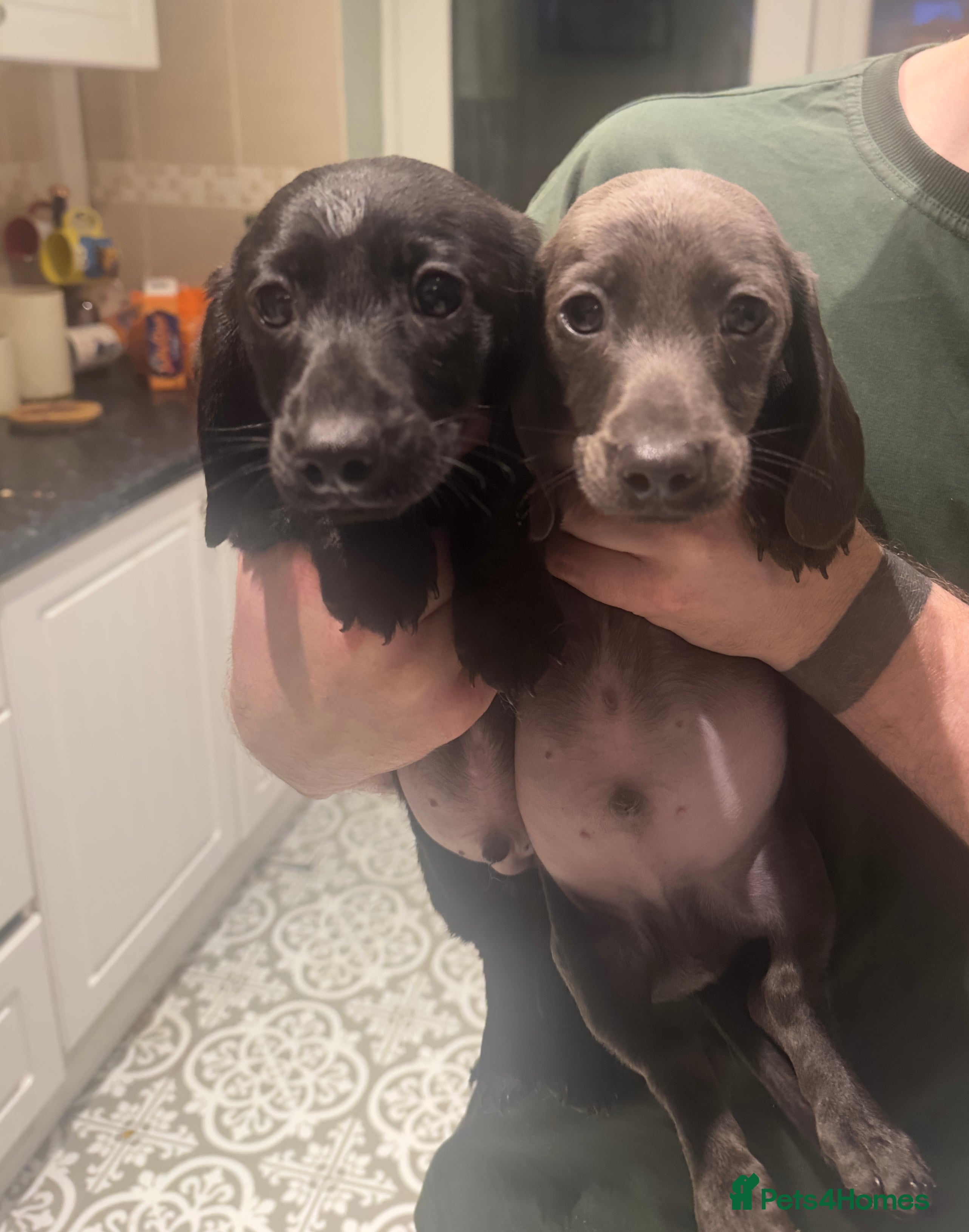 Miniature Dachshund dogs READY TO LEAVE!! Mini Dachshunds❤️ - Advert 1
