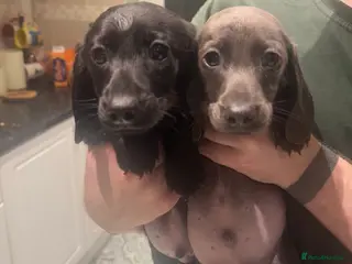 Miniature Dachshund dogs READY TO LEAVE!! Mini Dachshunds❤️ - Advert 1