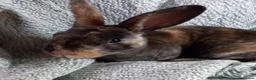 Rex rabbits for sale: Rex Rabbit Babies for Sale - Advert 6