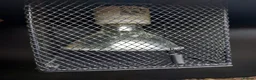 Bearded Dragon reptiles for sale: Bearded Dragon and Complete Vivarium Setup in Yarm - Advert 10