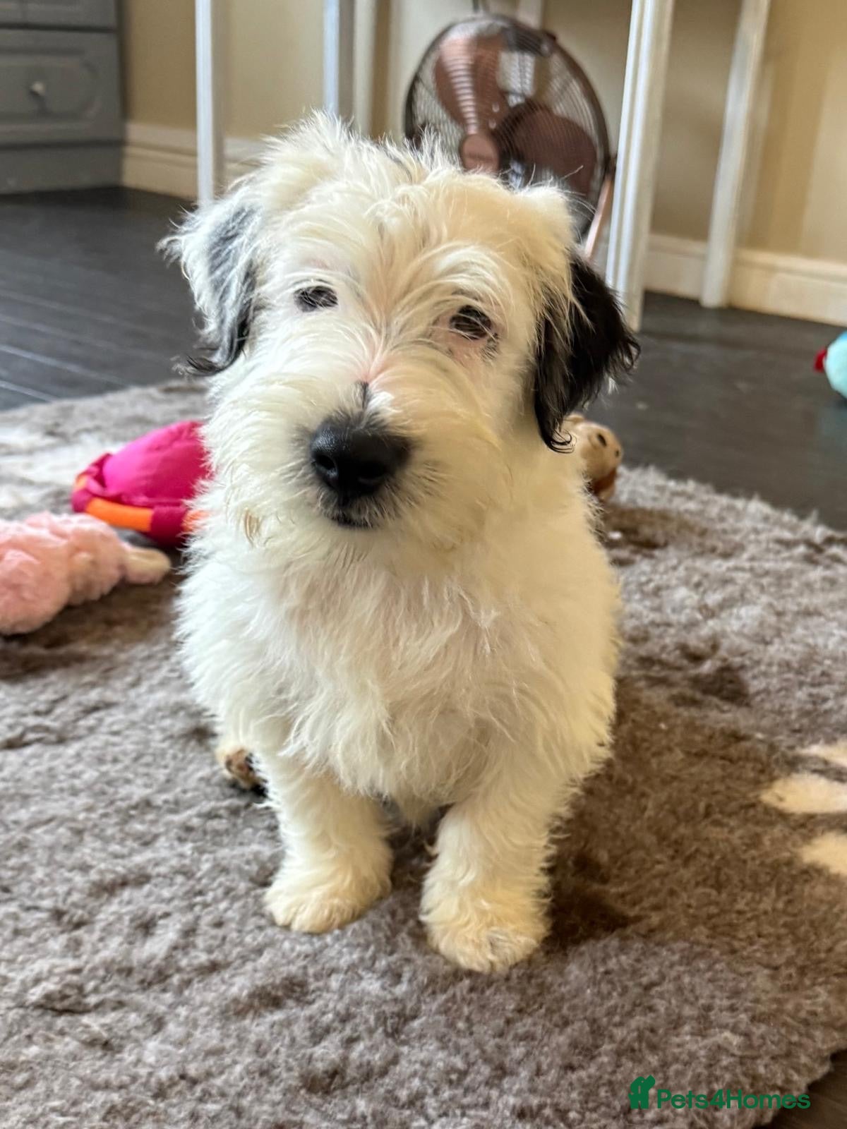 Jack Russell dogs Stunning puppies  - Advert 7