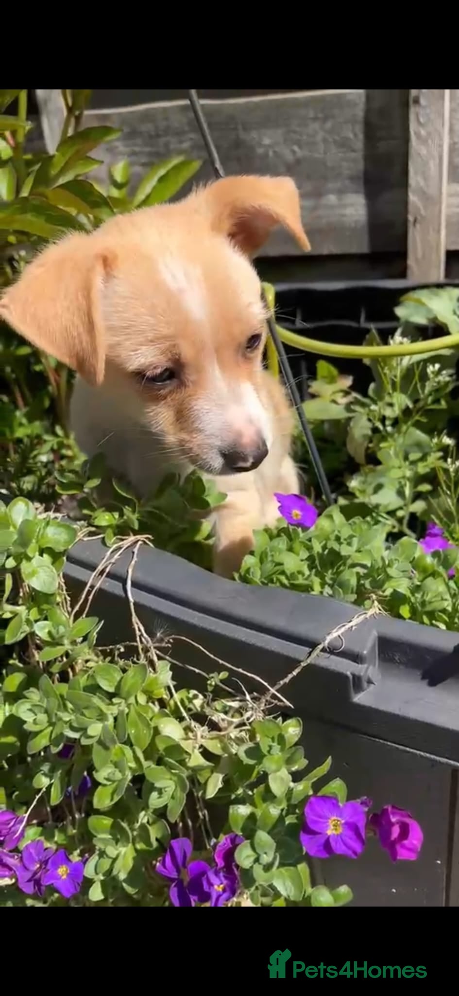 Chipoo dogs Gorgeous jackawawa puppies  - Advert 2