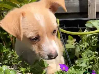 Chipoo dogs Gorgeous jackawawa puppies - Advert 2