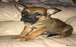 Belgian Shepherd Dog dogs for sale: Belgian Malinois puppy’s  - Image 25