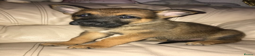 Belgian Shepherd Dog Puppy 4